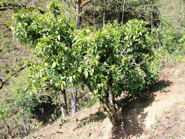 2022年景東御筆古茶山古樹春茶特點？