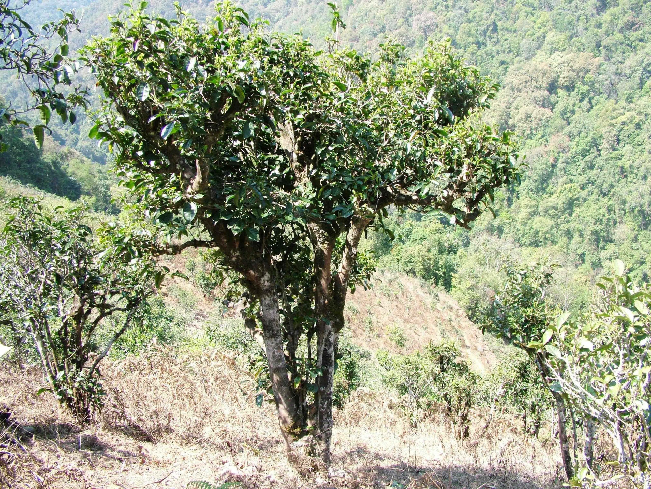 2022年景東御筆古樹春茶口感是什么？