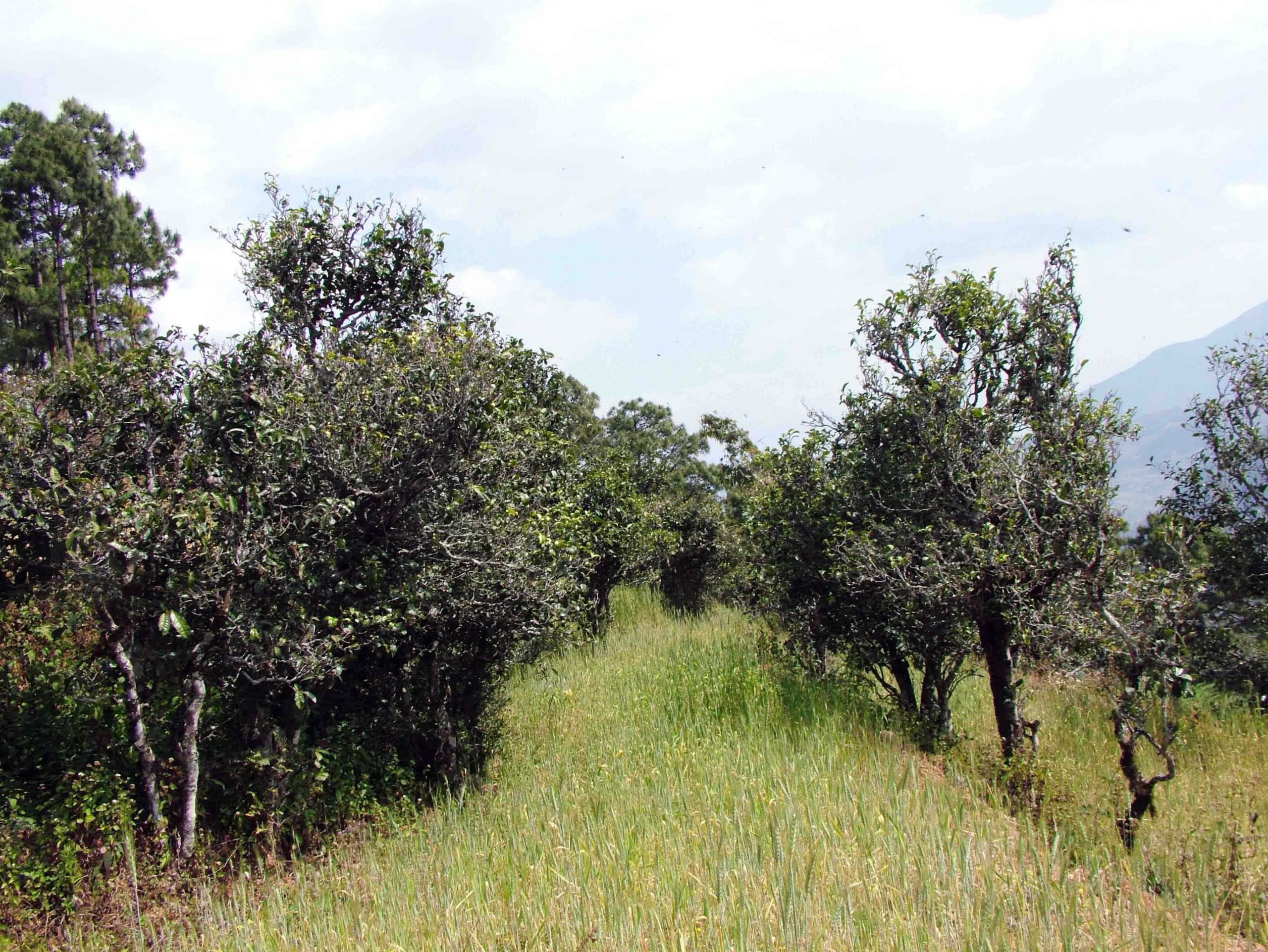 2022年景東老倉福德古樹春茶口感特點(diǎn)？