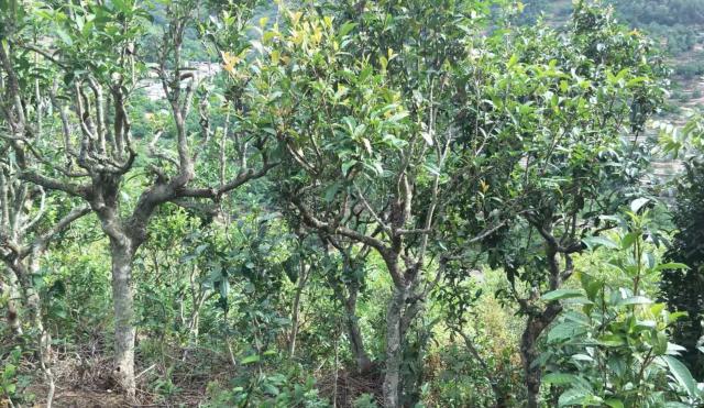 2022年景東金鼎古樹春茶口感特點(diǎn)？