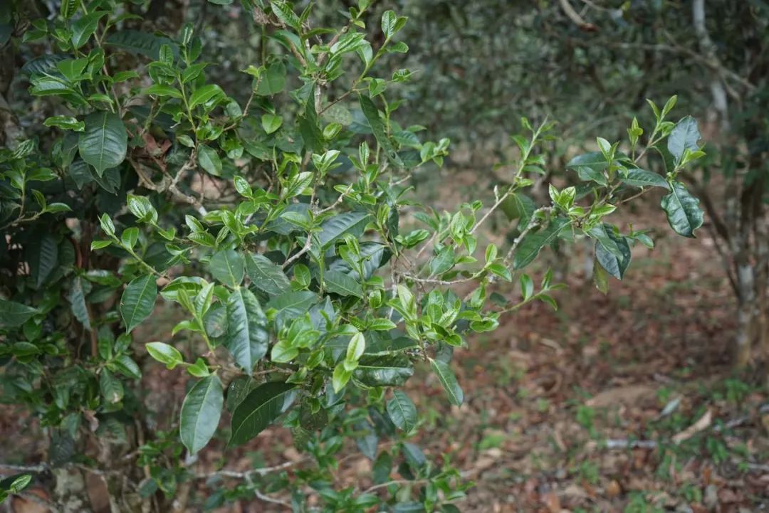 2022年景東哀牢山古樹春茶價(jià)格多少？