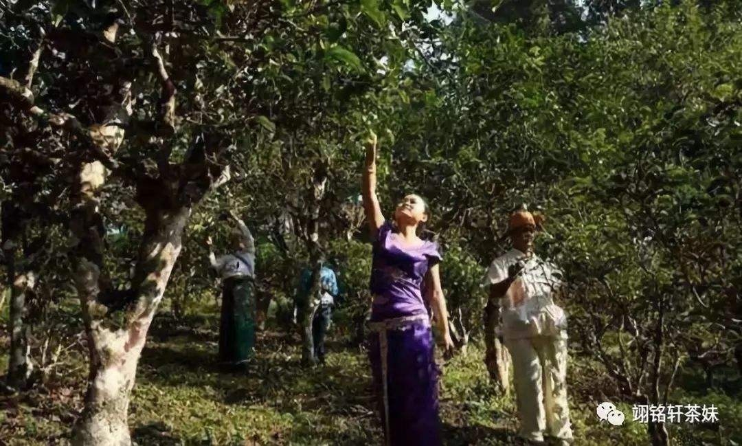 2022年鎮(zhèn)沅爺號大爺馬鄧古樹春茶特點(diǎn)？