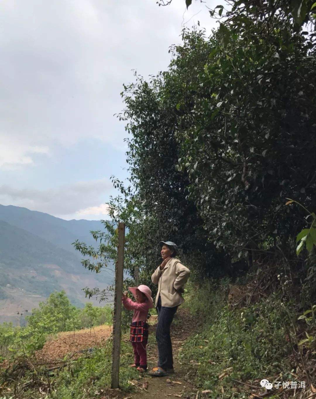 2022年鎮(zhèn)沅馬鄧古樹春茶多少錢一公斤？