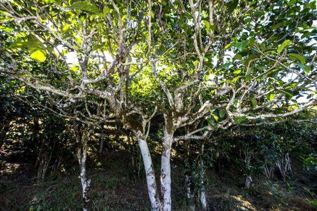 2022年鎮(zhèn)沅老海塘古樹春茶價格？