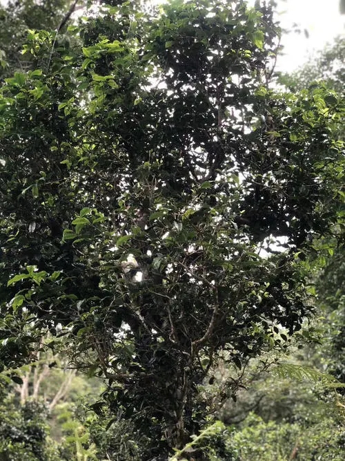 2022年鎮(zhèn)沅砍盆箐古樹春茶口感？