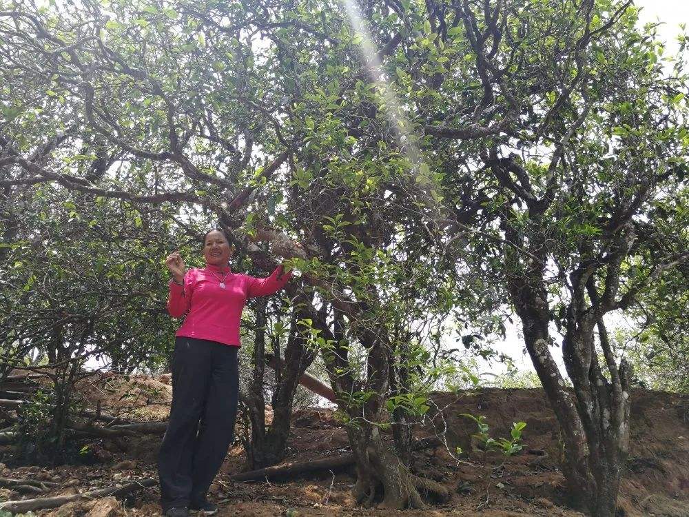2022年鎮(zhèn)沅打筍山古樹春茶特點？
