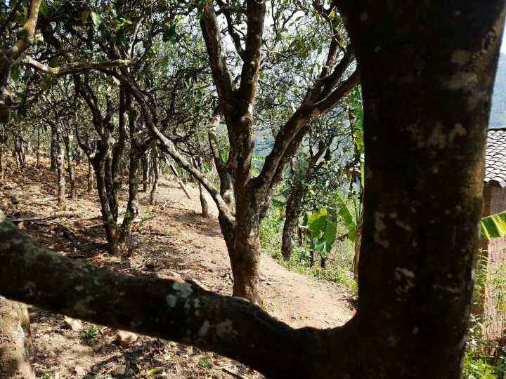 2022年鎮(zhèn)沅打筍山古樹春茶多少錢一公斤？