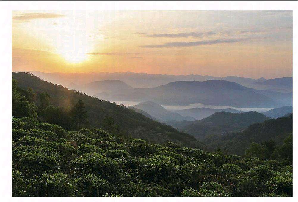 2022年鎮(zhèn)沅老烏山古樹春茶口感？