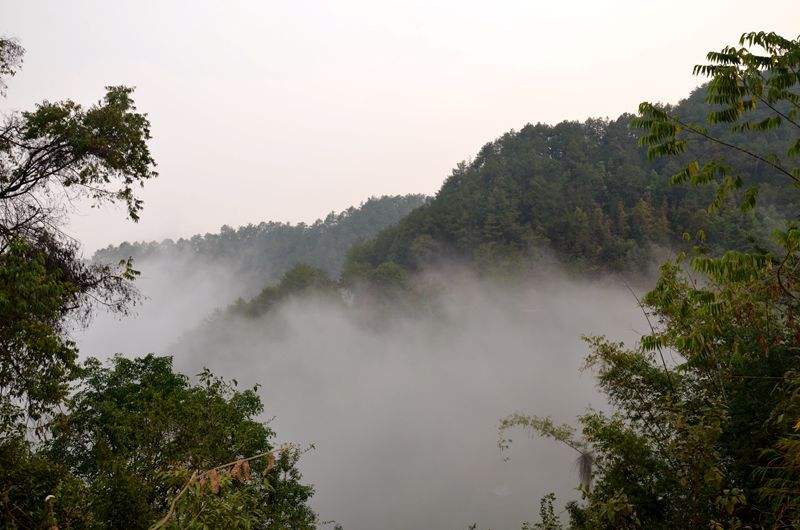 2022年鎮(zhèn)沅老烏山古樹春茶多少錢一公斤？