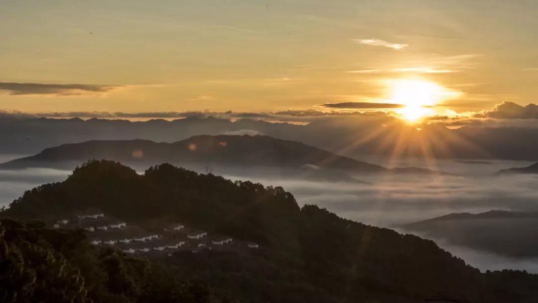2022年別樣的味道，鎮(zhèn)沅老烏山古樹春茶