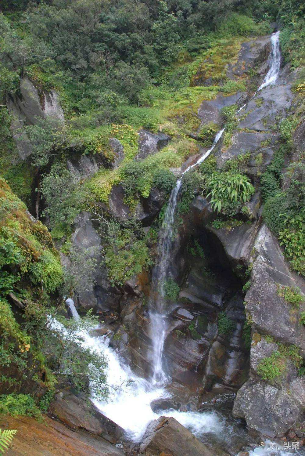 2022年鎮(zhèn)沅千家寨古樹春茶特點？