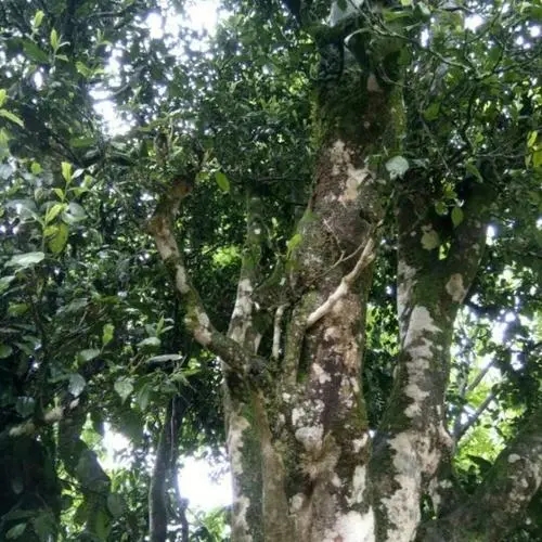 2022年鎮(zhèn)沅千家寨古樹春茶口感？