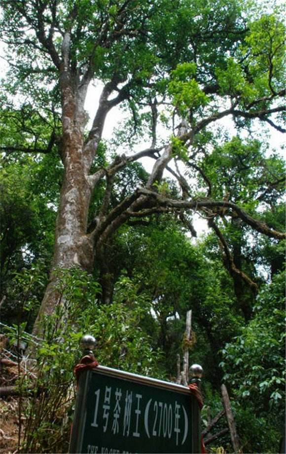 2022年鎮(zhèn)沅千家寨古樹春茶價格？