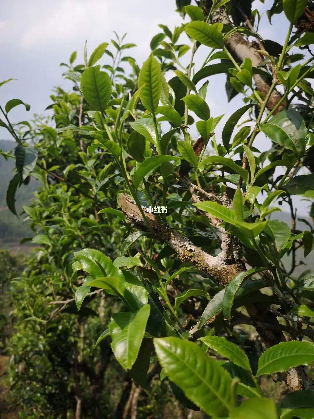 2022年寧洱擺尾箐古樹春茶口感？