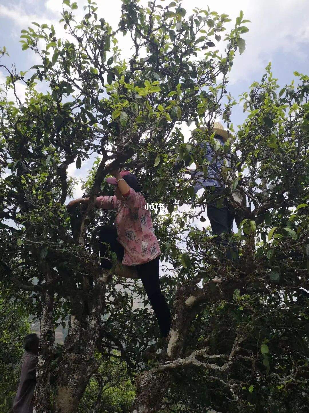 2022年寧洱擺尾箐古樹(shù)春茶特點(diǎn)？