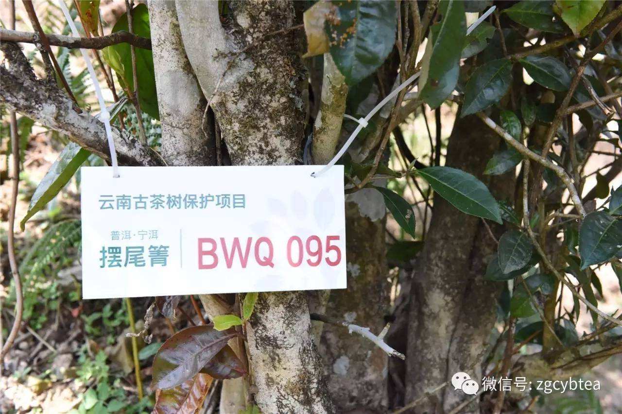 2022寧洱擺尾箐古樹春茶多少錢一公斤？