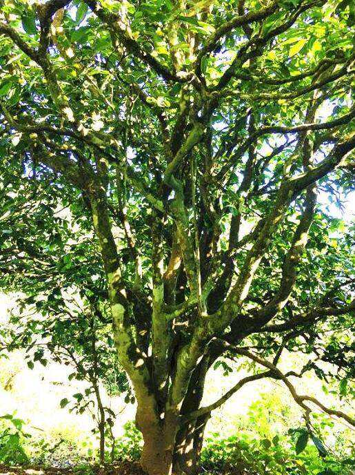 2022年這個春天，回到家鄉(xiāng)擺尾箐，與家人一起用心制茶！