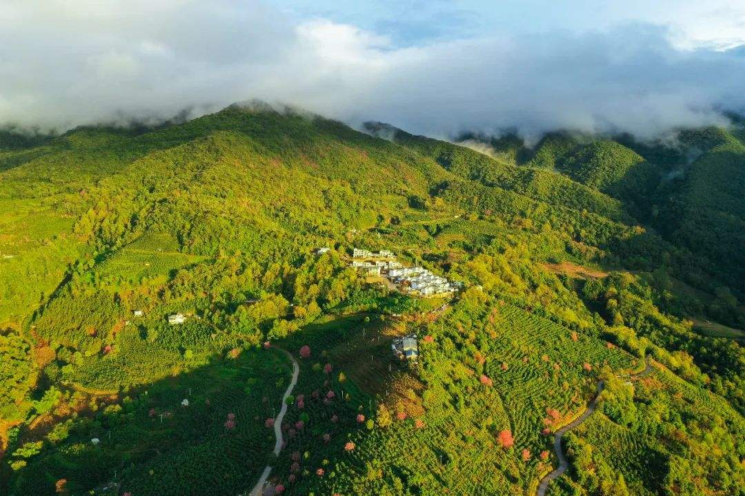 2022年困鹿山古樹春茶口感是什么？