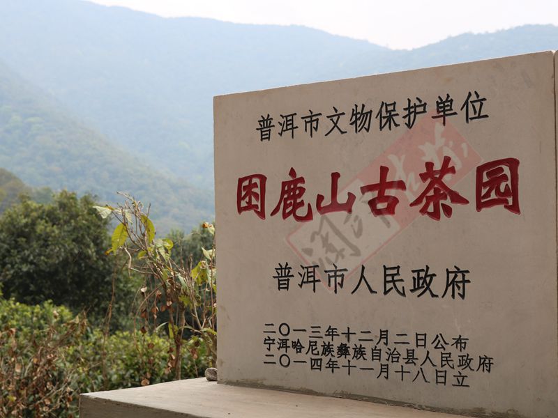 2022年困鹿山古樹春茶多少錢一公斤？