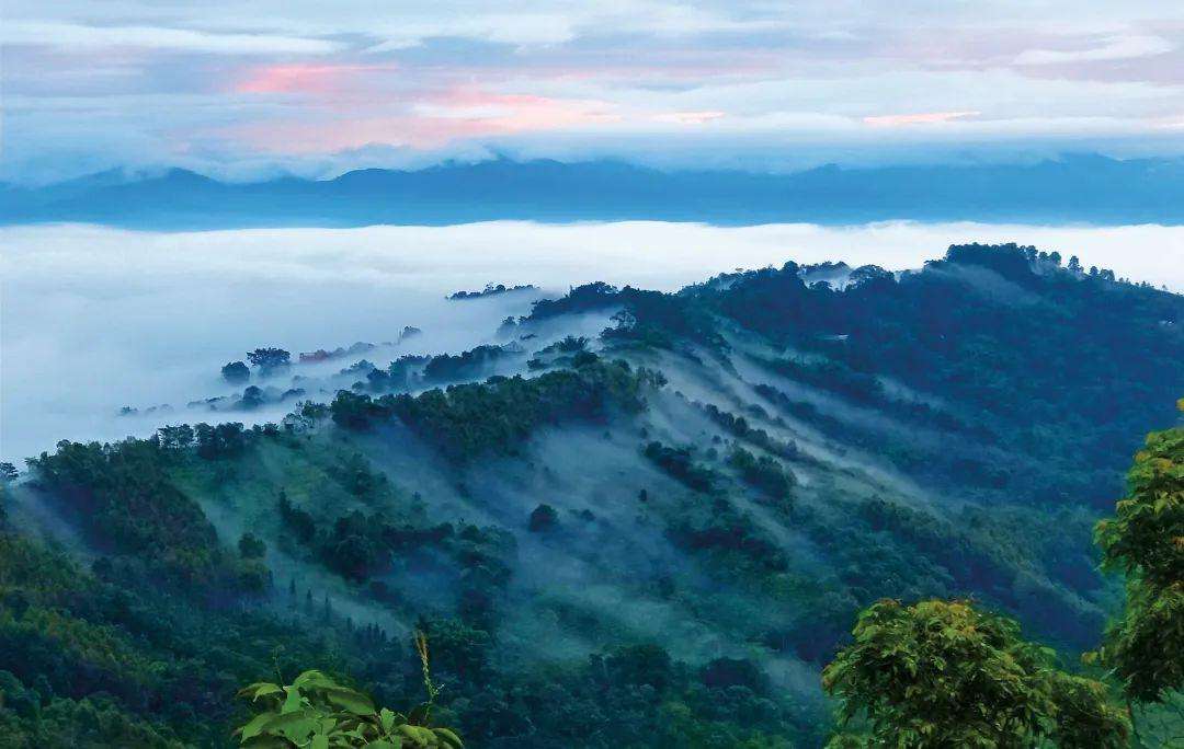 2022年景邁山古茶林為什么可以申遺？