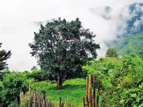 2022年邦威古樹(shù)春茶口感是什么？