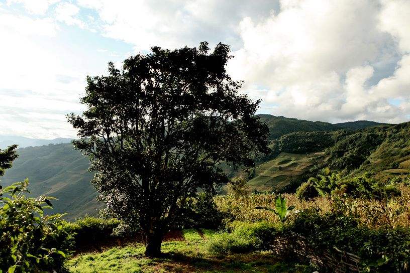 2022年邦崴古樹春茶特點(diǎn)？