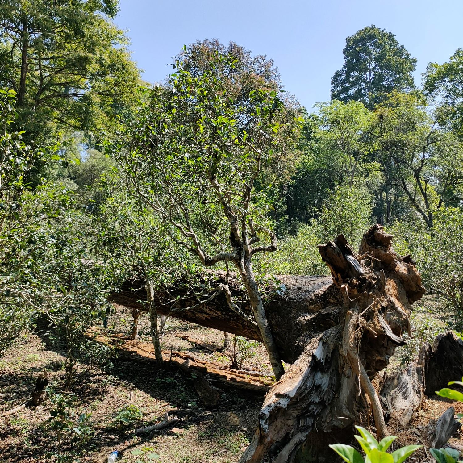 2022麻黑古樹春茶口感？