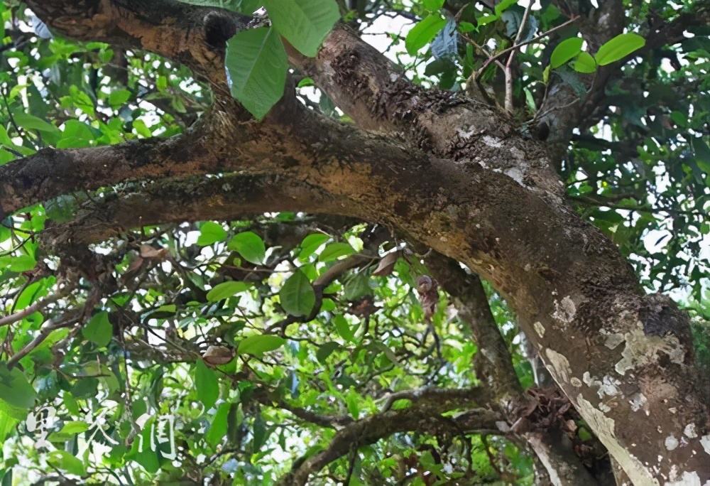 2022年繞開麻黑，你損失的將是半個易武