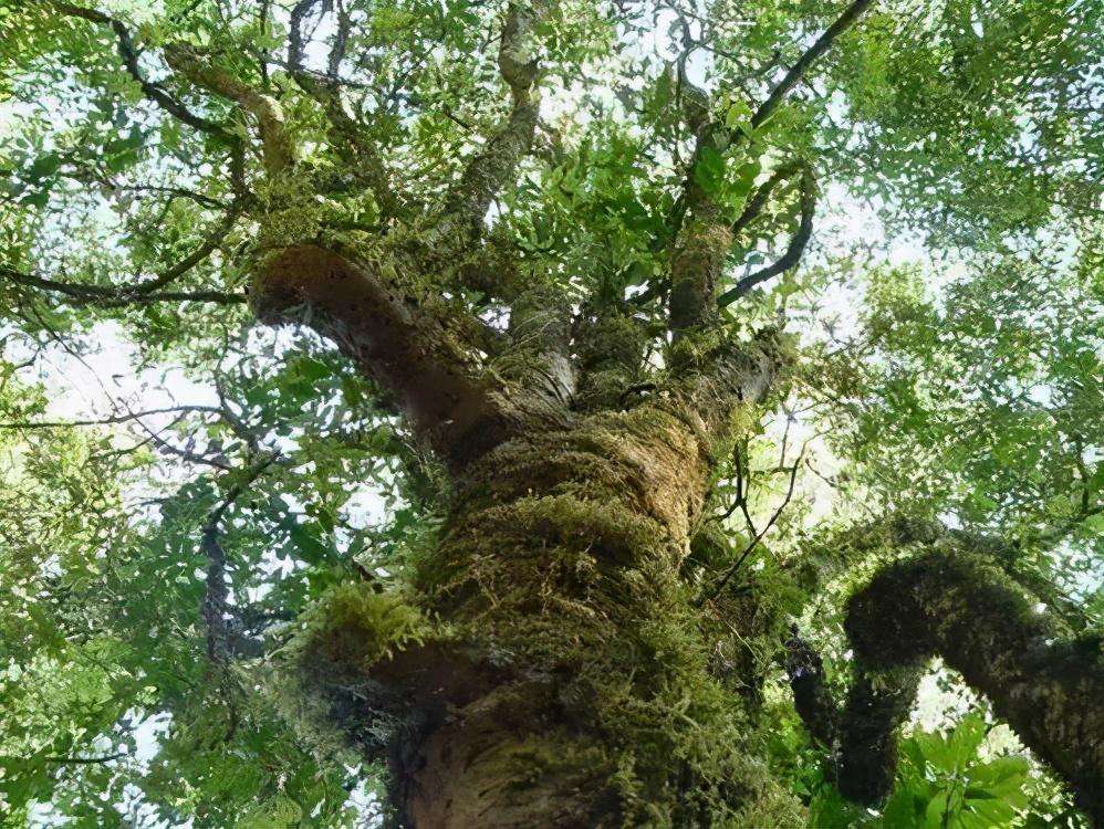 2022年落水洞古樹春茶特點(diǎn)？