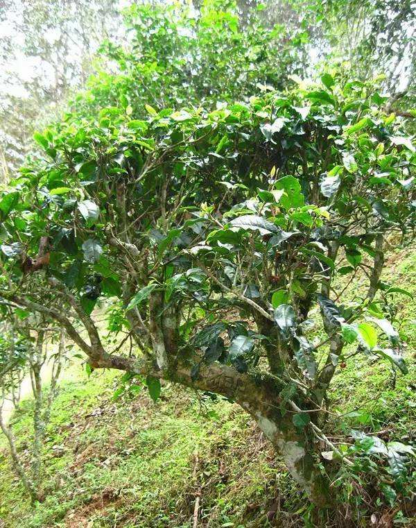 2022年落水洞古樹春茶——盞盛琥珀光，柔甜入人心