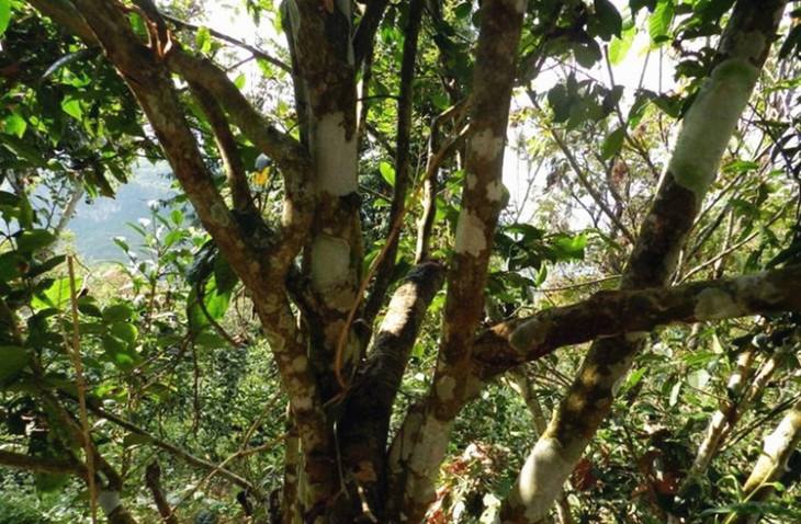 2022年大漆樹古樹春茶特點(diǎn)？