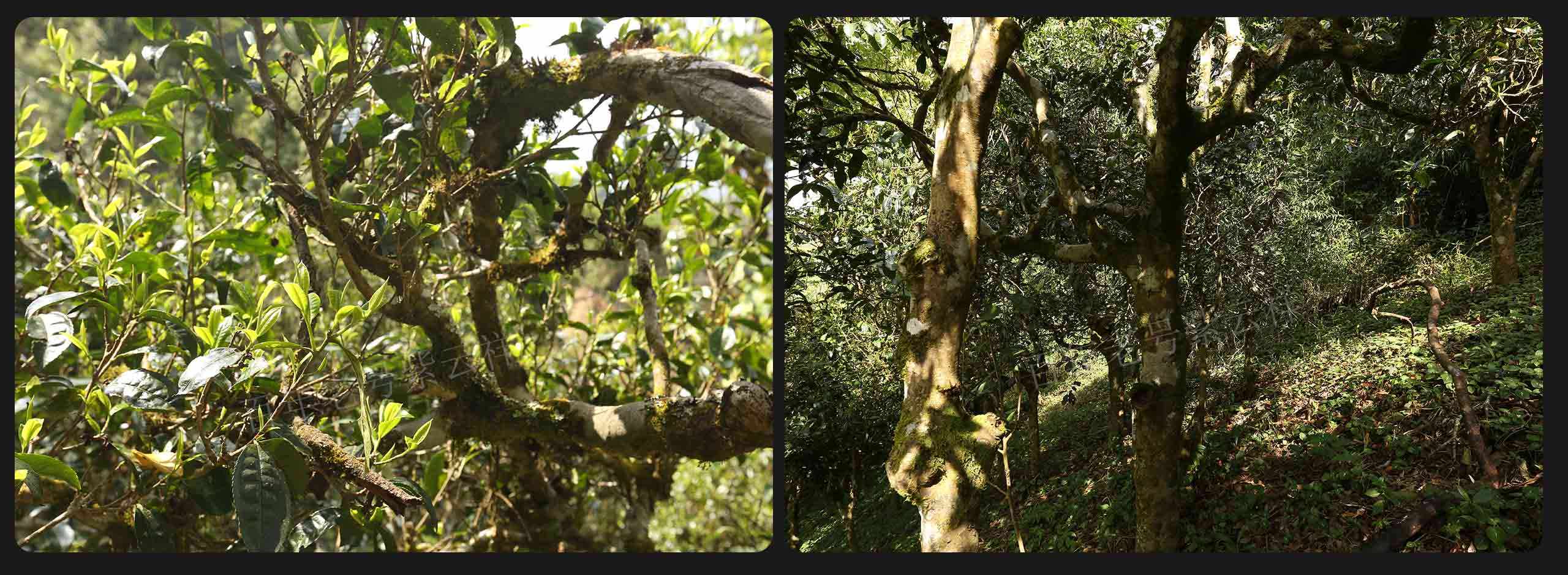 2022年大漆樹古樹春茶價格？