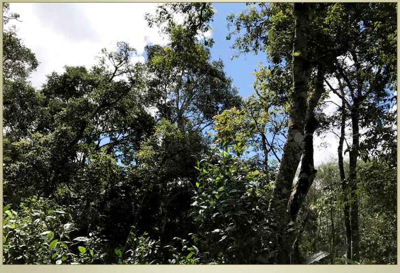 2022年大漆樹古樹春茶丨你壓根就喝不到的喉韻，它就有