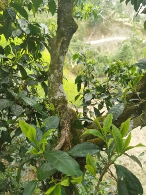 2022年彎弓古樹春茶特點？
