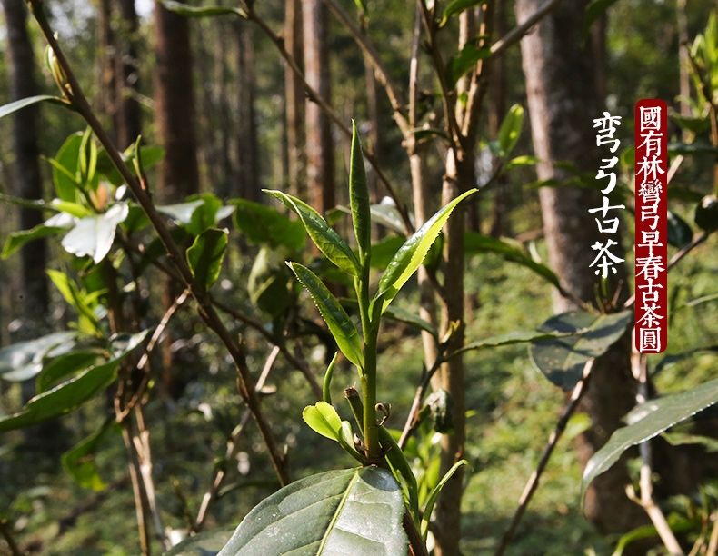 2022年彎弓大寨的古樹春茶為何如此之珍貴？