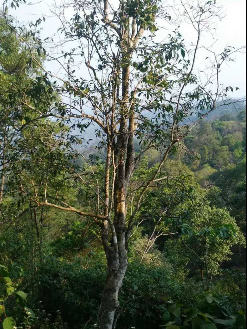 2022年彎弓古樹(shù)春茶多少錢一公斤？