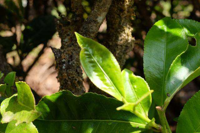 2022年白茶園古樹春茶價(jià)格？