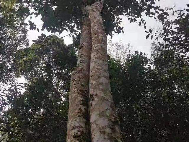 2022年冷水河古樹(shù)春茶口感?