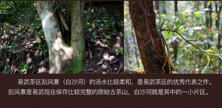 2022年白沙河古樹春茶口感？