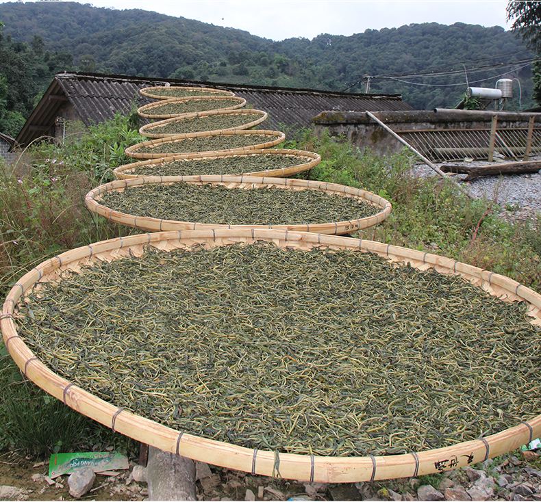 2022年白沙河古樹春茶價格？