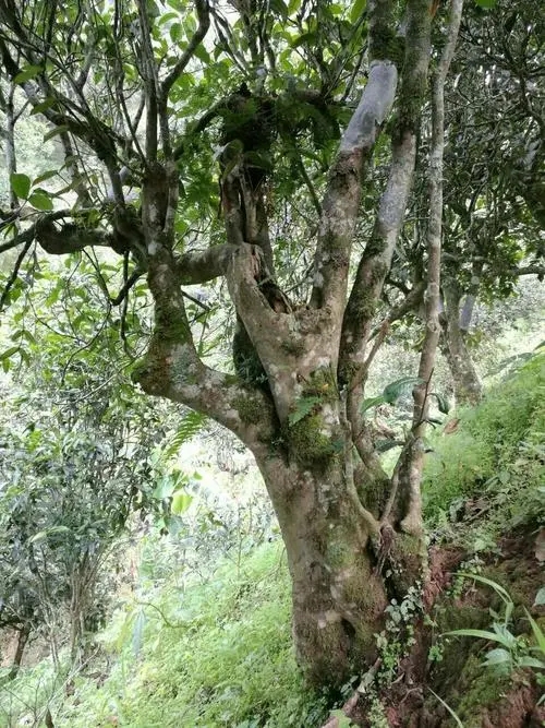 2022年黑水梁子古樹春茶特點(diǎn)？