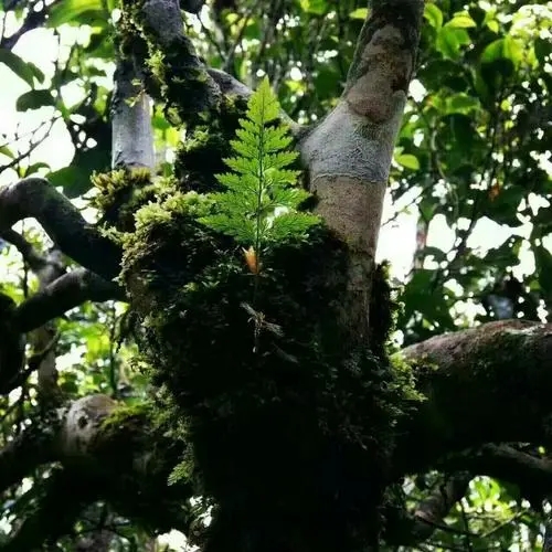 2022年黑水梁子古樹春茶價格？