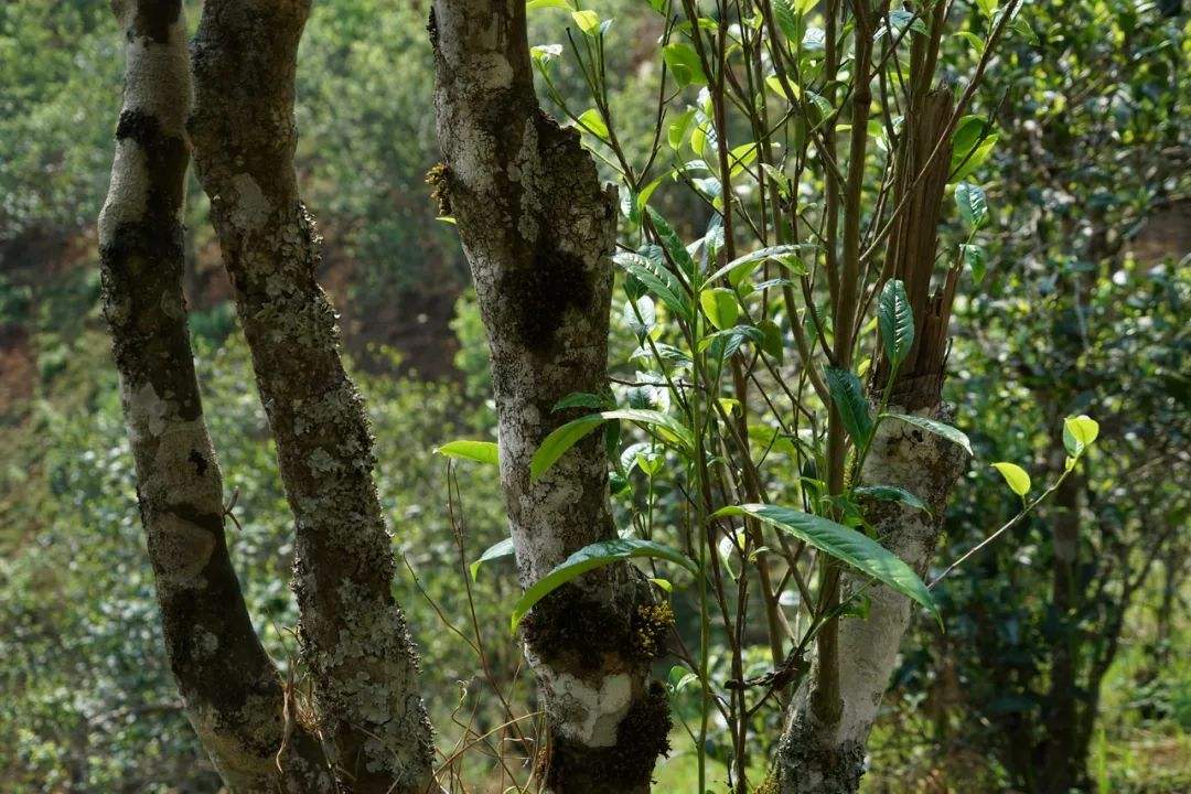 2022年黑水梁子——與你一起，走進(jìn)茶馬古道的源頭