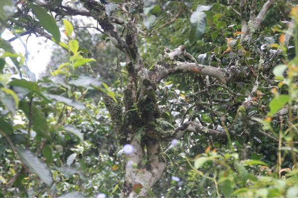 2022年茶氣狂野，香柔蜜韻的刮風(fēng)寨茶坪古樹茶