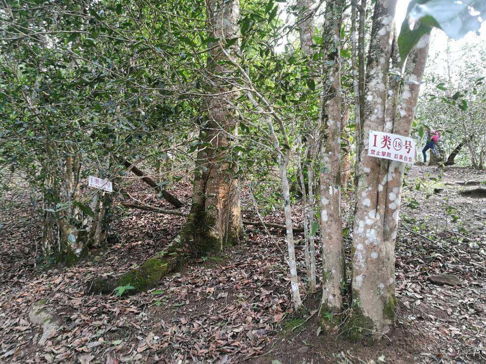 2022年薄荷塘古樹春茶口感？