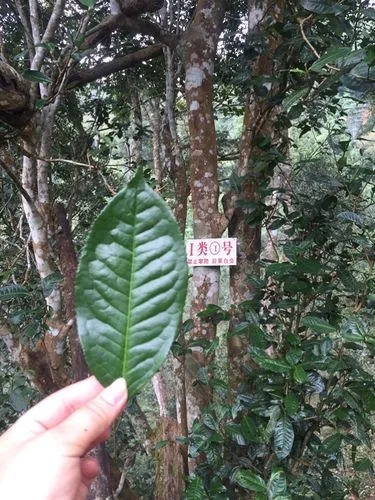 2022年薄荷塘古樹(shù)春茶價(jià)格？