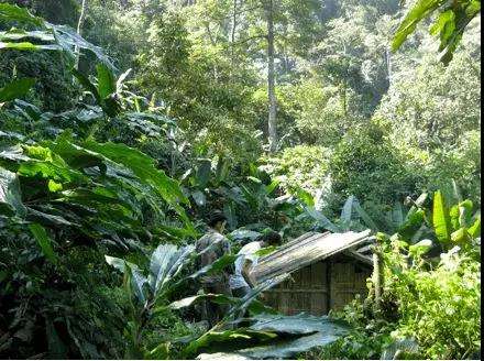 2022年薄荷塘古樹春茶多少錢一公斤？