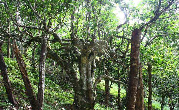 2022年多依樹古樹春茶口感？