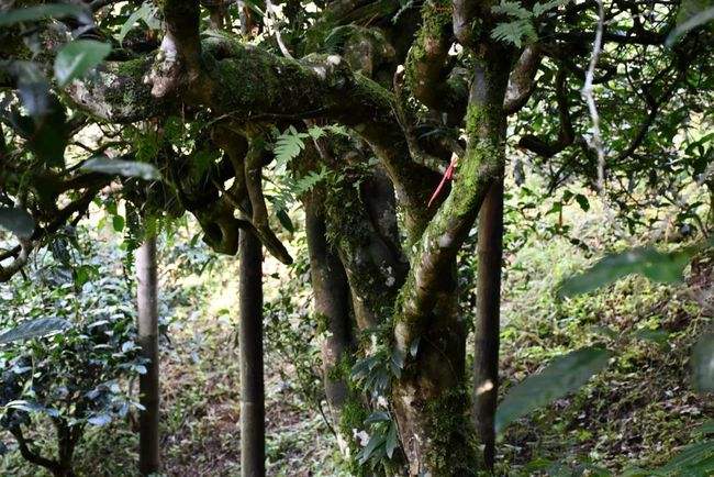 2022年多依樹古樹春茶多少錢一公斤？