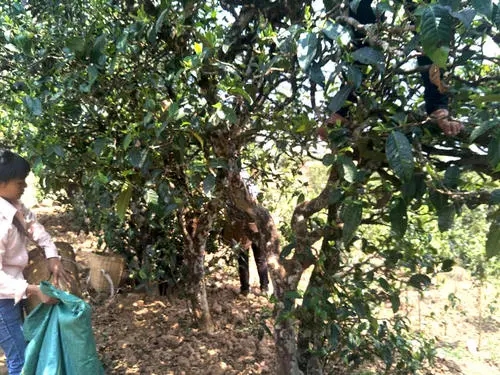 2022年易武張家灣古樹(shù)春茶特點(diǎn)？